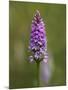 Common Spotted Orchid, Gait Barrows Nature Reserve, Arnside, Cumbria, England-Steve & Ann Toon-Mounted Photographic Print