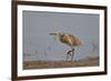 Common Squacco heron (Ardeola ralloides), immature, Selous Game Reserve, Tanzania, East Africa, Afr-James Hager-Framed Photographic Print