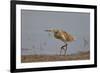 Common Squacco heron (Ardeola ralloides), immature, Selous Game Reserve, Tanzania, East Africa, Afr-James Hager-Framed Photographic Print