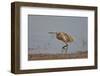 Common Squacco heron (Ardeola ralloides), immature, Selous Game Reserve, Tanzania, East Africa, Afr-James Hager-Framed Photographic Print