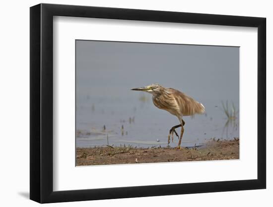 Common Squacco heron (Ardeola ralloides), immature, Selous Game Reserve, Tanzania, East Africa, Afr-James Hager-Framed Photographic Print