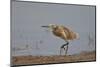 Common Squacco heron (Ardeola ralloides), immature, Selous Game Reserve, Tanzania, East Africa, Afr-James Hager-Mounted Photographic Print