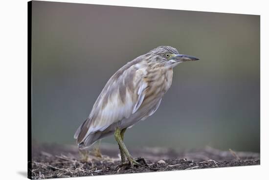 Common Squacco heron (Ardeola ralloides), Mikumi National Park, Tanzania, East Africa, Africa-James Hager-Stretched Canvas