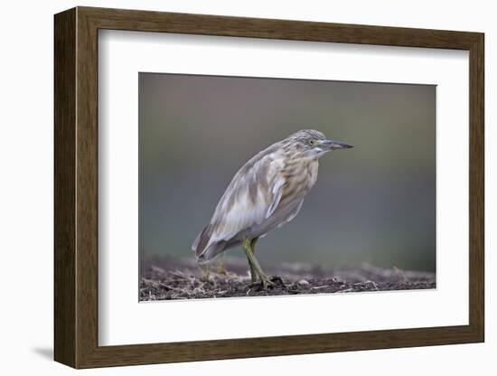 Common Squacco heron (Ardeola ralloides), Mikumi National Park, Tanzania, East Africa, Africa-James Hager-Framed Photographic Print