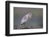 Common Squacco heron (Ardeola ralloides), Mikumi National Park, Tanzania, East Africa, Africa-James Hager-Framed Photographic Print