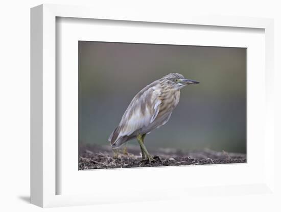 Common Squacco heron (Ardeola ralloides), Mikumi National Park, Tanzania, East Africa, Africa-James Hager-Framed Photographic Print