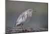 Common Squacco heron (Ardeola ralloides), Mikumi National Park, Tanzania, East Africa, Africa-James Hager-Mounted Photographic Print