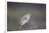 Common squacco heron (Ardeola ralloides), Mikumi National Park, Tanzania, East Africa, Africa-James Hager-Framed Photographic Print