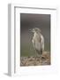 Common squacco heron (Ardeola ralloides), Mikumi National Park, Tanzania, East Africa, Africa-James Hager-Framed Photographic Print