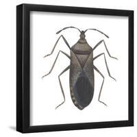 Common Squash Bug (Anasa Tristis), Insects-Encyclopaedia Britannica-Framed Poster