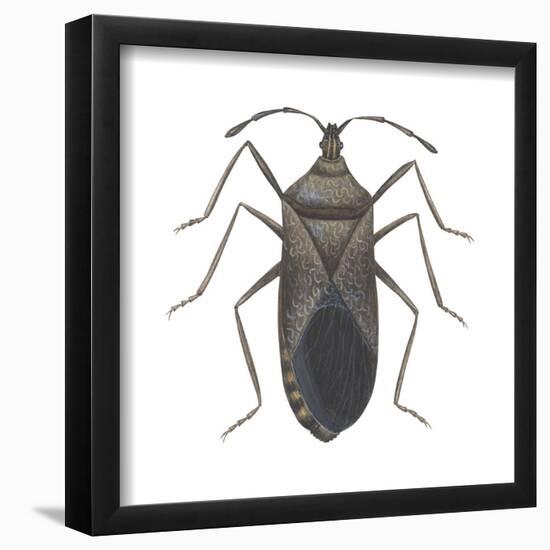 Common Squash Bug (Anasa Tristis), Insects-Encyclopaedia Britannica-Framed Poster