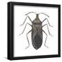 Common Squash Bug (Anasa Tristis), Insects-Encyclopaedia Britannica-Framed Poster