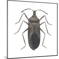 Common Squash Bug (Anasa Tristis), Insects-Encyclopaedia Britannica-Mounted Poster