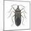 Common Squash Bug (Anasa Tristis), Insects-Encyclopaedia Britannica-Mounted Poster
