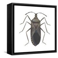 Common Squash Bug (Anasa Tristis), Insects-Encyclopaedia Britannica-Framed Stretched Canvas