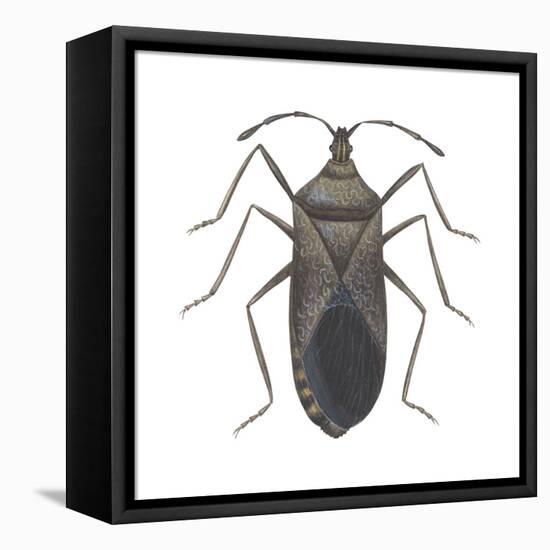 Common Squash Bug (Anasa Tristis), Insects-Encyclopaedia Britannica-Framed Stretched Canvas