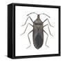 Common Squash Bug (Anasa Tristis), Insects-Encyclopaedia Britannica-Framed Stretched Canvas