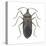 Common Squash Bug (Anasa Tristis), Insects-Encyclopaedia Britannica-Stretched Canvas