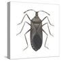 Common Squash Bug (Anasa Tristis), Insects-Encyclopaedia Britannica-Stretched Canvas