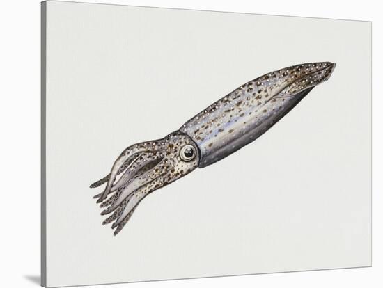 Common Squid or Sea Arrow (Loligo Vulgaris), Loliginidae, Artwork by Rebecca Hardy-null-Stretched Canvas