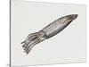Common Squid or Sea Arrow (Loligo Vulgaris), Loliginidae, Artwork by Rebecca Hardy-null-Stretched Canvas