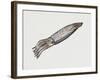 Common Squid or Sea Arrow (Loligo Vulgaris), Loliginidae, Artwork by Rebecca Hardy-null-Framed Giclee Print