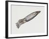 Common Squid or Sea Arrow (Loligo Vulgaris), Loliginidae, Artwork by Rebecca Hardy-null-Framed Giclee Print