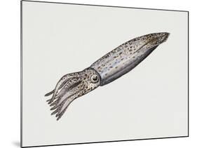 Common Squid or Sea Arrow (Loligo Vulgaris), Loliginidae, Artwork by Rebecca Hardy-null-Mounted Giclee Print