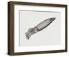 Common Squid or Sea Arrow (Loligo Vulgaris), Loliginidae, Artwork by Rebecca Hardy-null-Framed Premium Giclee Print