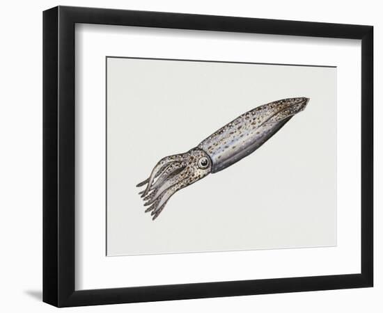 Common Squid or Sea Arrow (Loligo Vulgaris), Loliginidae, Artwork by Rebecca Hardy-null-Framed Premium Giclee Print