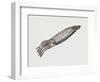 Common Squid or Sea Arrow (Loligo Vulgaris), Loliginidae, Artwork by Rebecca Hardy-null-Framed Premium Giclee Print