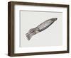 Common Squid or Sea Arrow (Loligo Vulgaris), Loliginidae, Artwork by Rebecca Hardy-null-Framed Giclee Print