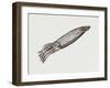 Common Squid or Sea Arrow (Loligo Vulgaris), Loliginidae, Artwork by Rebecca Hardy-null-Framed Giclee Print