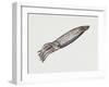 Common Squid or Sea Arrow (Loligo Vulgaris), Loliginidae, Artwork by Rebecca Hardy-null-Framed Giclee Print