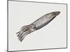 Common Squid or Sea Arrow (Loligo Vulgaris), Loliginidae, Artwork by Rebecca Hardy-null-Mounted Giclee Print