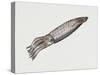 Common Squid or Sea Arrow (Loligo Vulgaris), Loliginidae, Artwork by Rebecca Hardy-null-Stretched Canvas