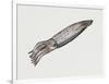 Common Squid or Sea Arrow (Loligo Vulgaris), Loliginidae, Artwork by Rebecca Hardy-null-Framed Premium Giclee Print