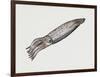 Common Squid or Sea Arrow (Loligo Vulgaris), Loliginidae, Artwork by Rebecca Hardy-null-Framed Premium Giclee Print