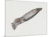 Common Squid or Sea Arrow (Loligo Vulgaris), Loliginidae, Artwork by Rebecca Hardy-null-Mounted Premium Giclee Print