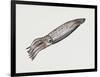 Common Squid or Sea Arrow (Loligo Vulgaris), Loliginidae, Artwork by Rebecca Hardy-null-Framed Premium Giclee Print