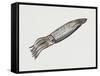 Common Squid or Sea Arrow (Loligo Vulgaris), Loliginidae, Artwork by Rebecca Hardy-null-Framed Stretched Canvas