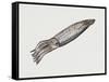 Common Squid or Sea Arrow (Loligo Vulgaris), Loliginidae, Artwork by Rebecca Hardy-null-Framed Stretched Canvas