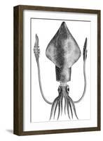 Common Squid-null-Framed Giclee Print