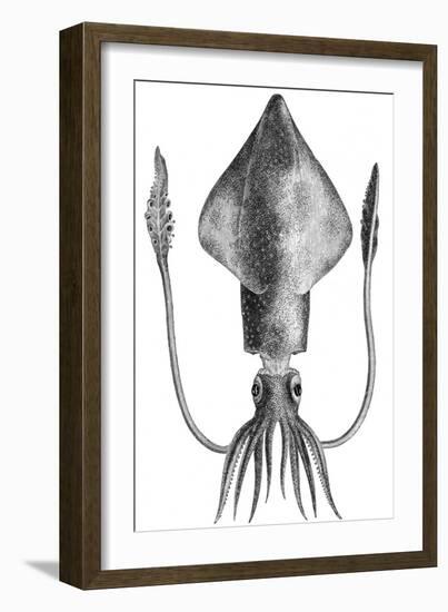 Common Squid-null-Framed Giclee Print