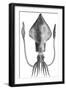 Common Squid-null-Framed Giclee Print