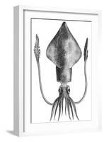 Common Squid-null-Framed Giclee Print