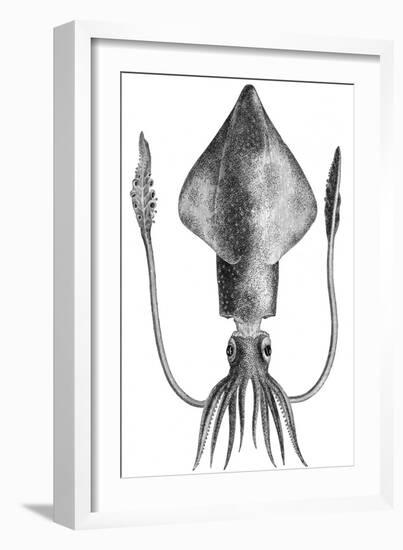 Common Squid-null-Framed Giclee Print