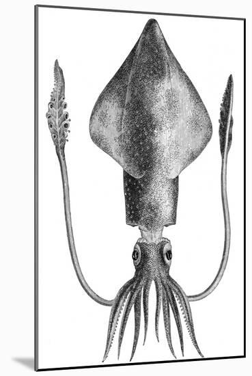 Common Squid-null-Mounted Giclee Print