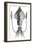 Common Squid-null-Framed Premium Giclee Print