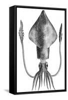 Common Squid-null-Framed Stretched Canvas